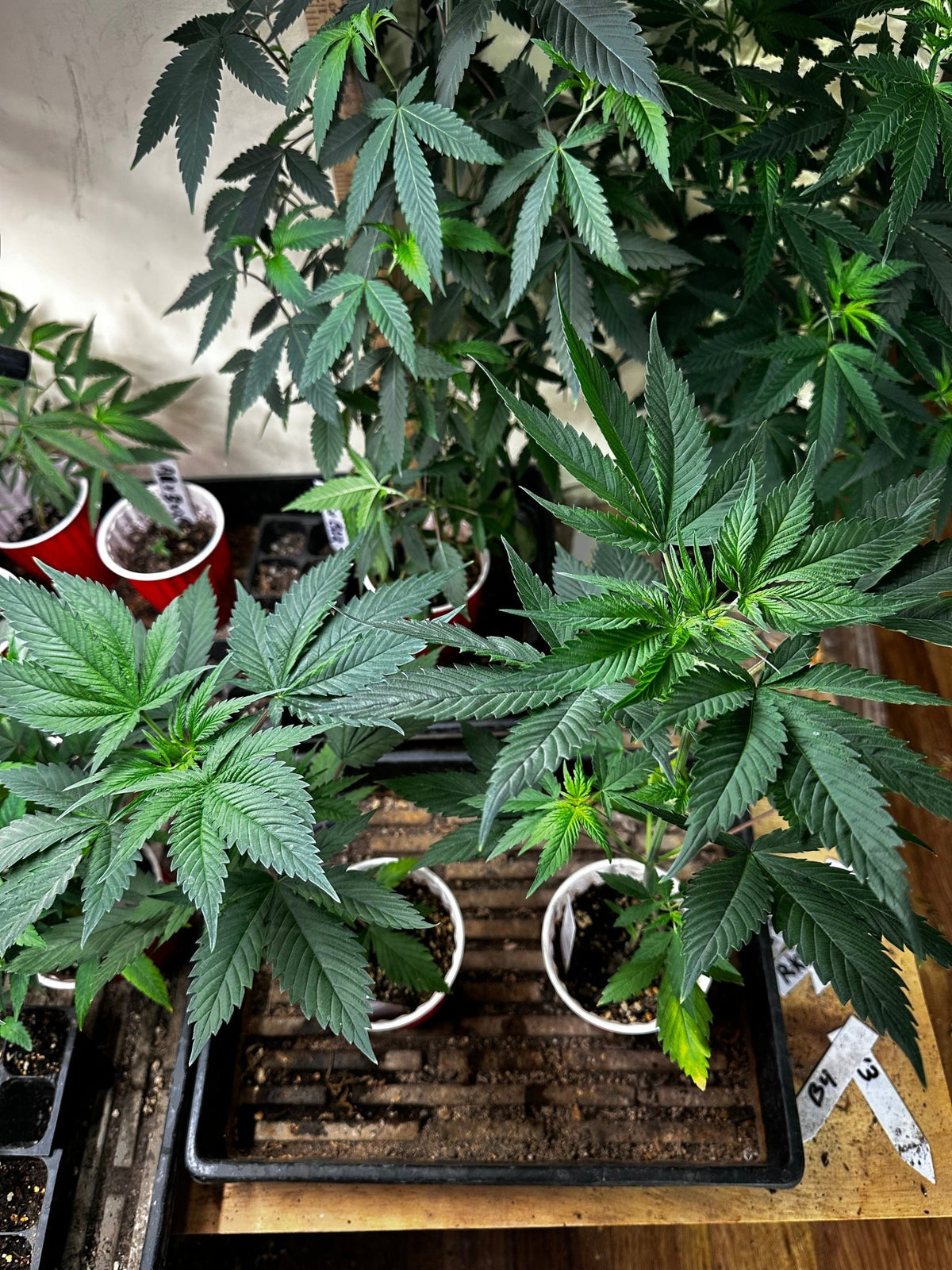 Pressure Skunk (RKS x CripXmas A2 fem) $15 each feminized seed during review month - DMOSG