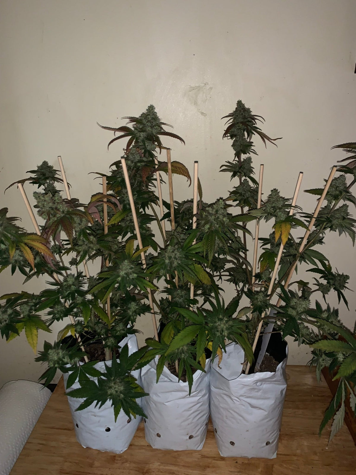 Tampa Crippy B bx2 (Pine Bomb)$16 each. During review month NO DISCOUNT applies. - DMOSG