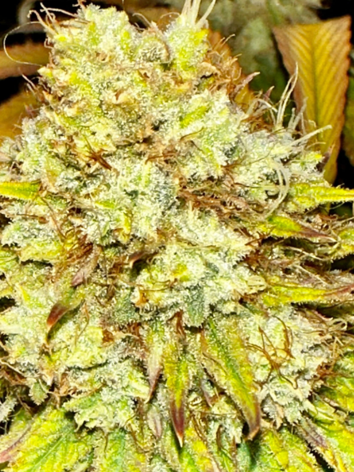 Super NL #2 (B3 CripXmas x NL#2 BX (Authentic Genetics) $9 each - DMOSG
