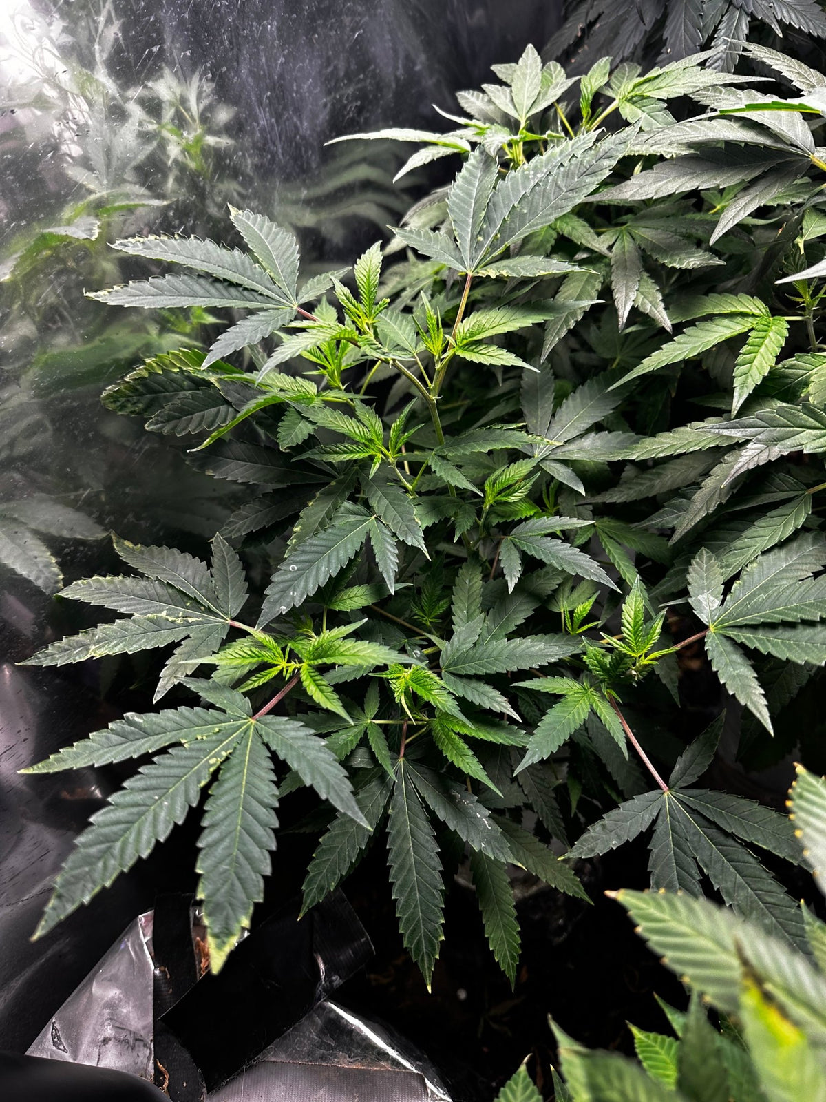 Pressure Skunk (RKS x CripXmas A2 fem) $15 each feminized seed during review month - DMOSG