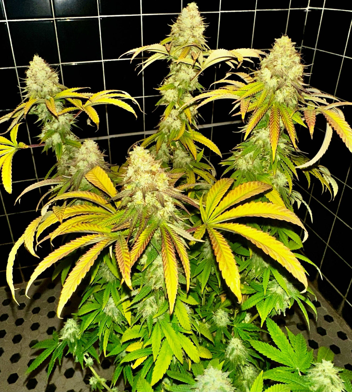 CripXmas B F4 1 reg seed(very limited availability until more are done) $20 each reg seed during review month. - DMOSG