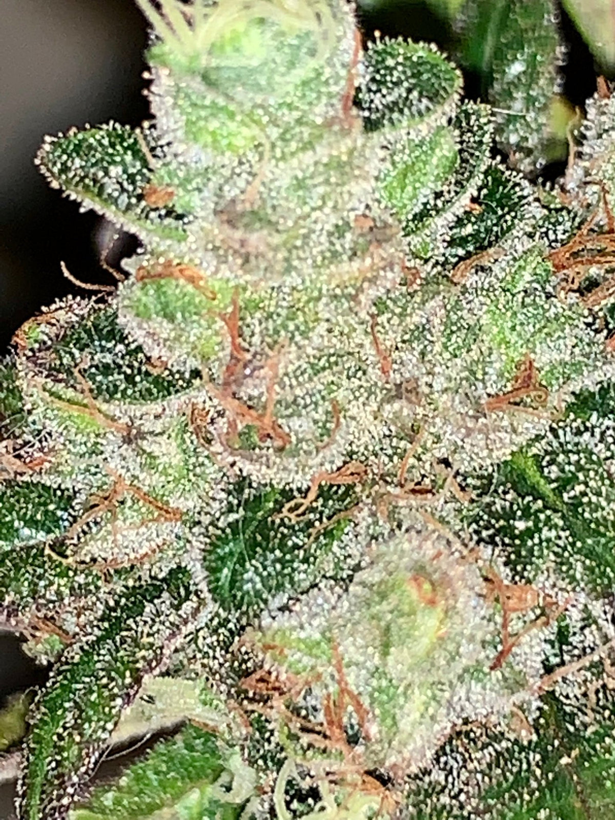 Tampa Crippy B bx2 (Pine Bomb)$16 each. During review month NO DISCOUNT applies. - DMOSG