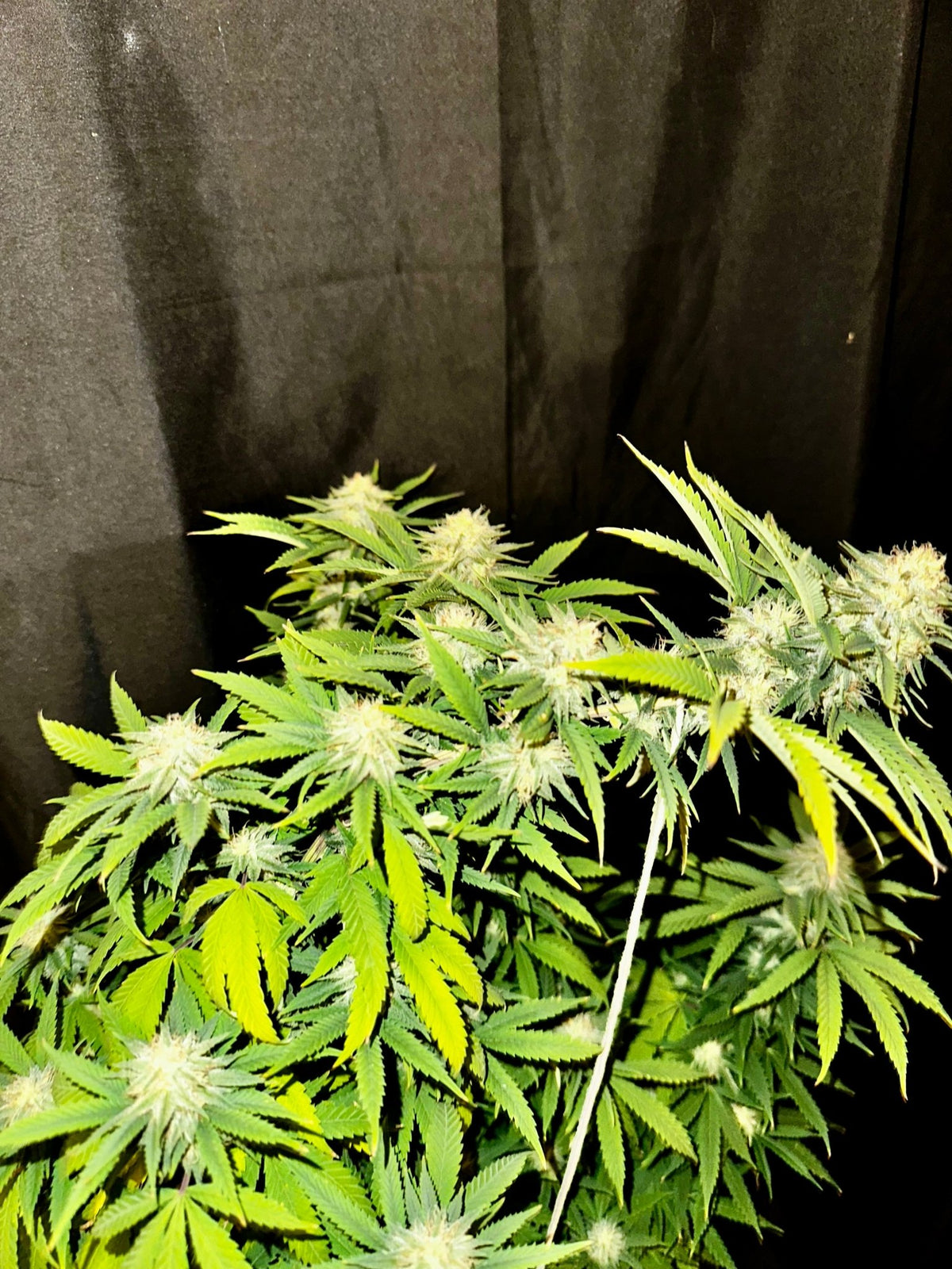 CripXmas A2 F4 S1 (Tampa Crippy x Xmas Bud 79' x PTK x NL#2) $15 each during review month - DMOSG