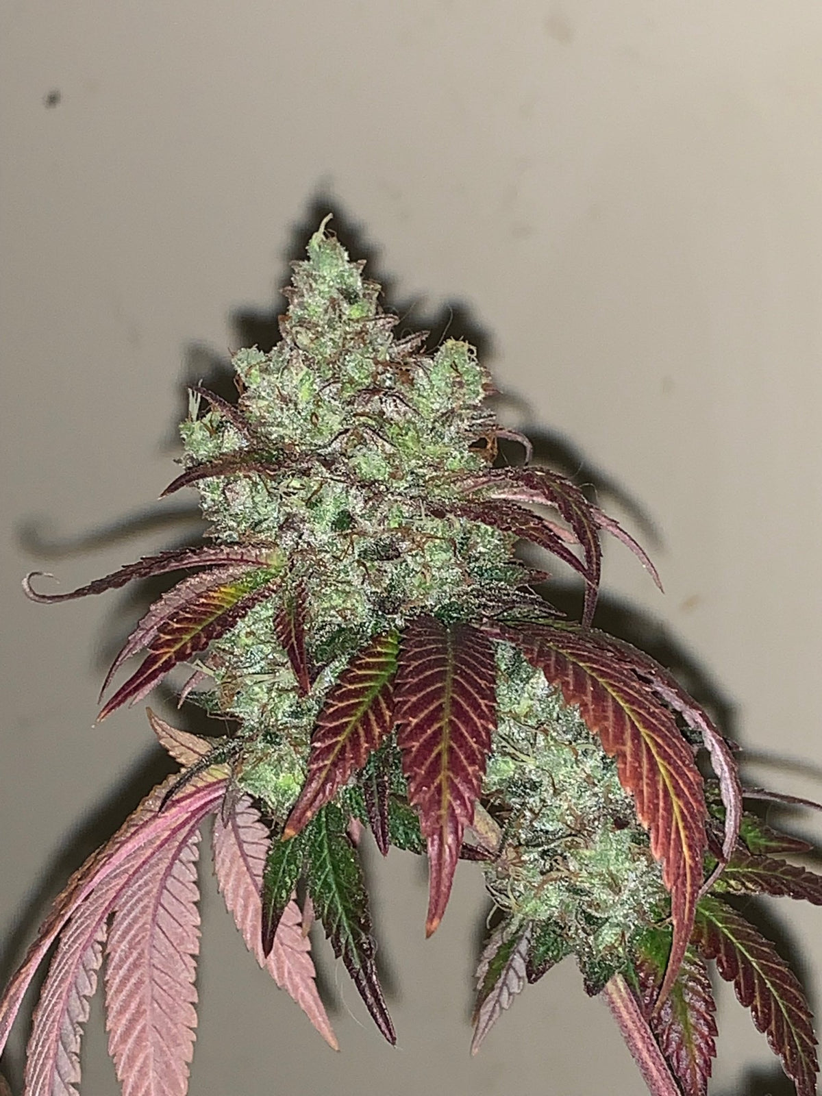 Tampa Crippy B bx2 (Pine Bomb)$16 each. During review month NO DISCOUNT applies. - DMOSG