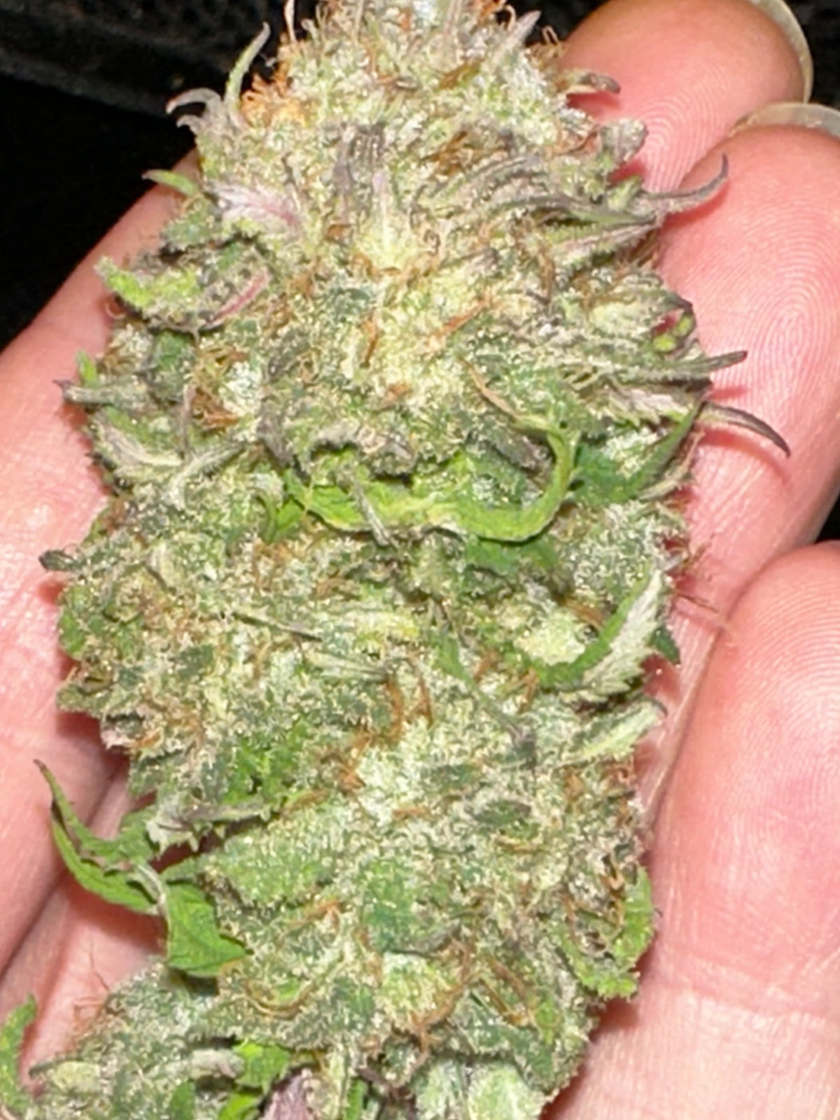Chocolate Haze Xmas