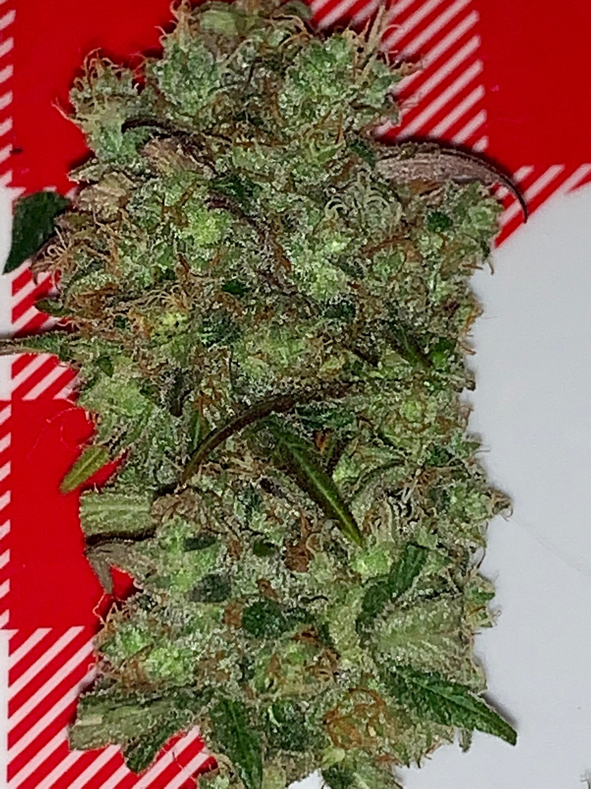Tampa Crippy B bx2 (Pine Bomb)$16 each. During review month NO DISCOUNT applies. - DMOSG