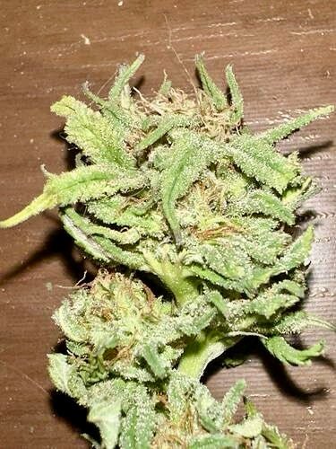 Pressure Skunk (RKS x CripXmas A2 fem) $15 each feminized seed during review month - DMOSG