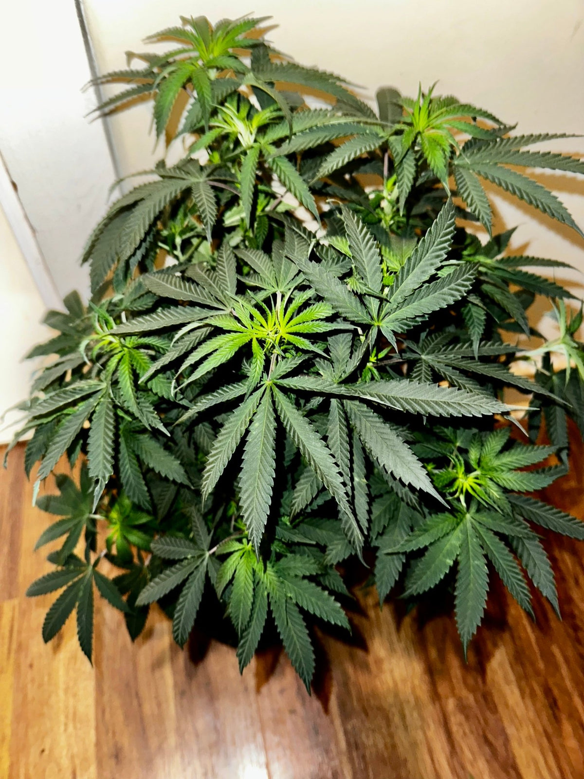 Super NL #2 (B3 CripXmas x NL#2 BX (Authentic Genetics) $9 each - DMOSG