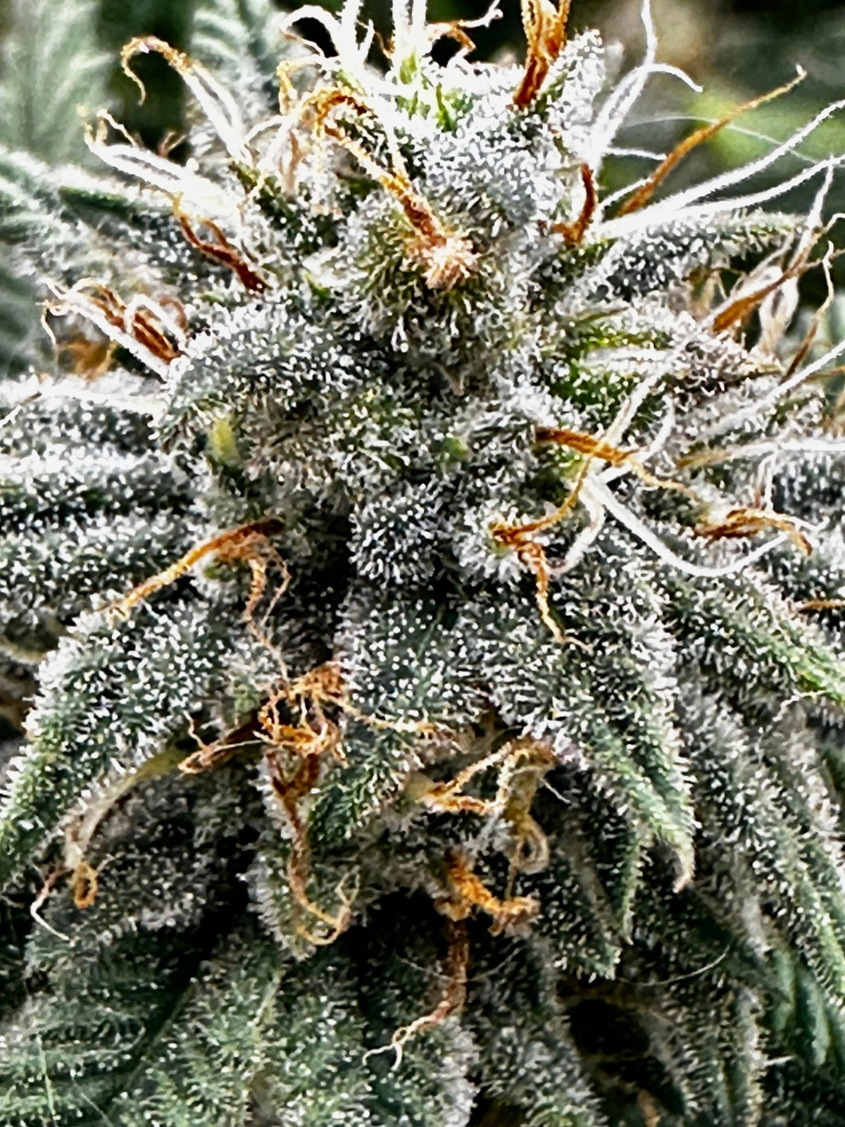 Tampa Crippy B bx2 (Pine Bomb)$16 each. During review month NO DISCOUNT applies. - DMOSG