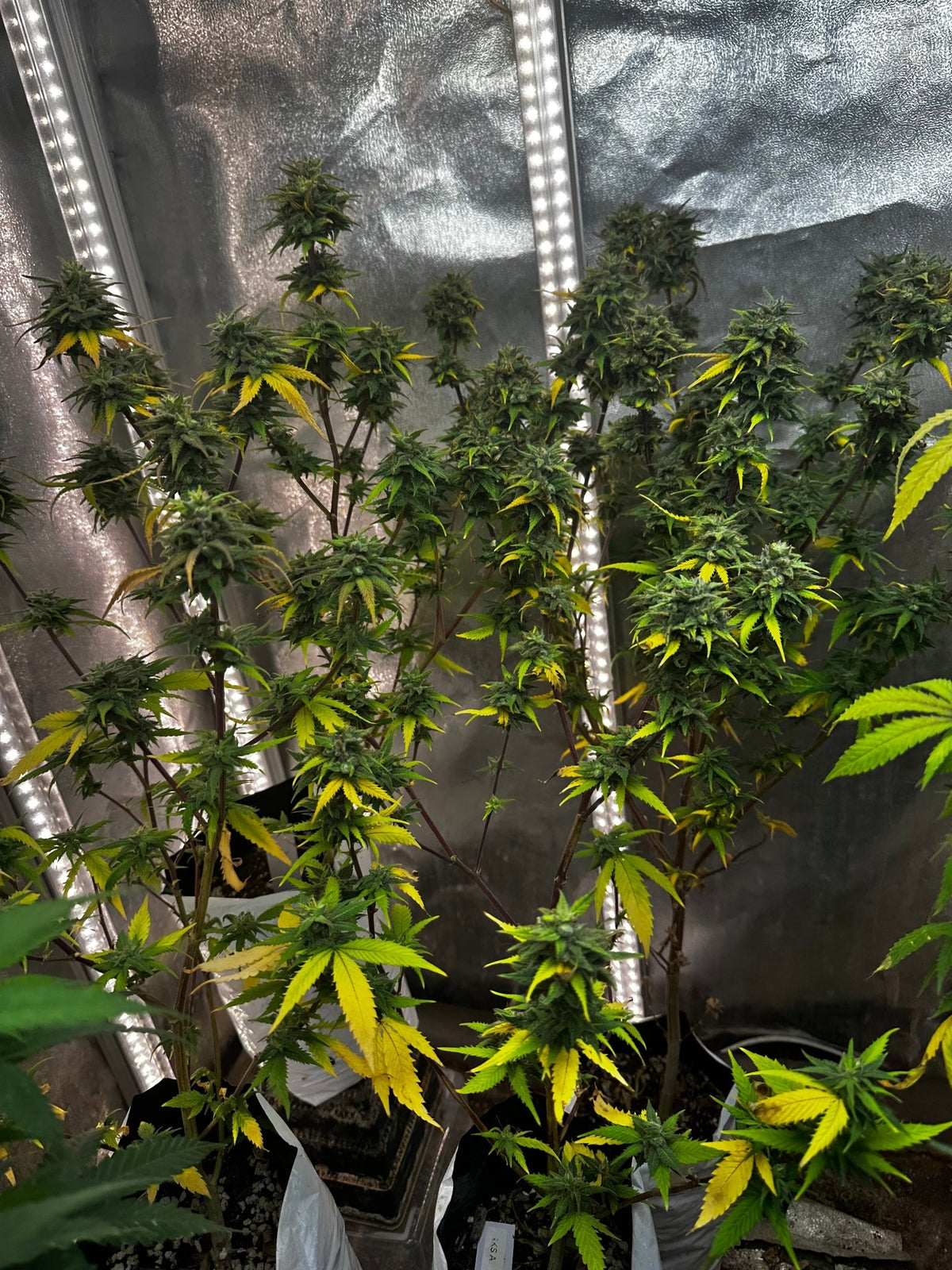 Pressure Skunk (RKS x CripXmas A2 fem) $15 each feminized seed during review month - DMOSG
