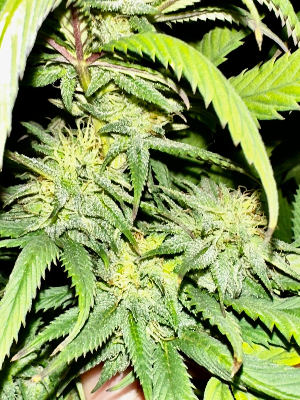 Pressure Skunk (RKS x CripXmas A2 fem) $15 each feminized seed during review month - DMOSG
