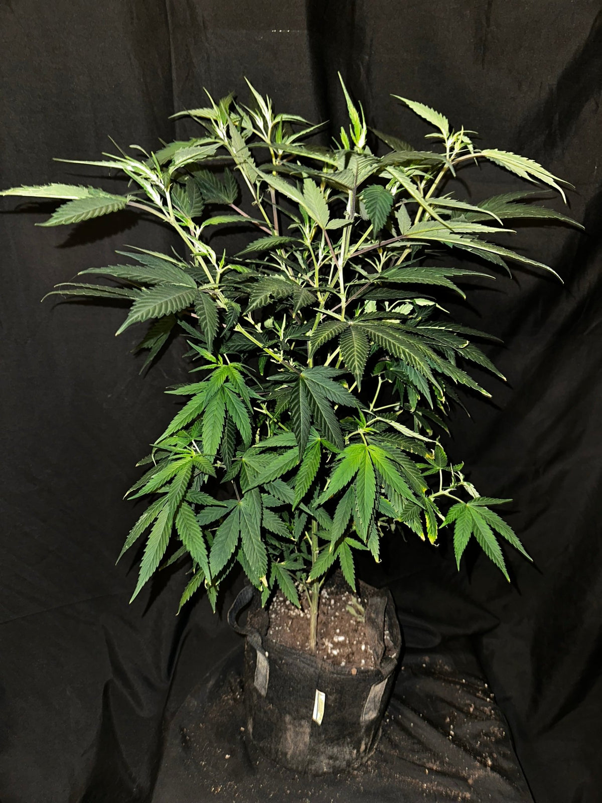 Pressure Skunk (RKS x CripXmas A2 fem) $15 each feminized seed during review month - DMOSG