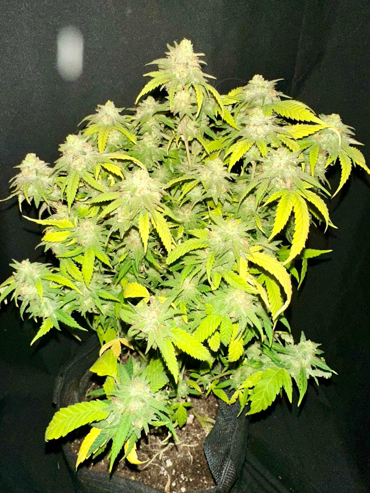 Double CripXmas $14 each reg seed during review month - DMOSG