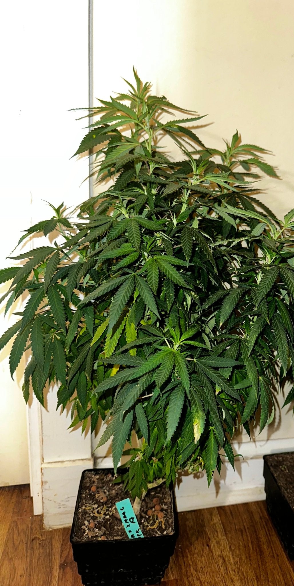 CripXmas A2 F4 S1 (Tampa Crippy x Xmas Bud 79' x PTK x NL#2) $15 each during review month - DMOSG
