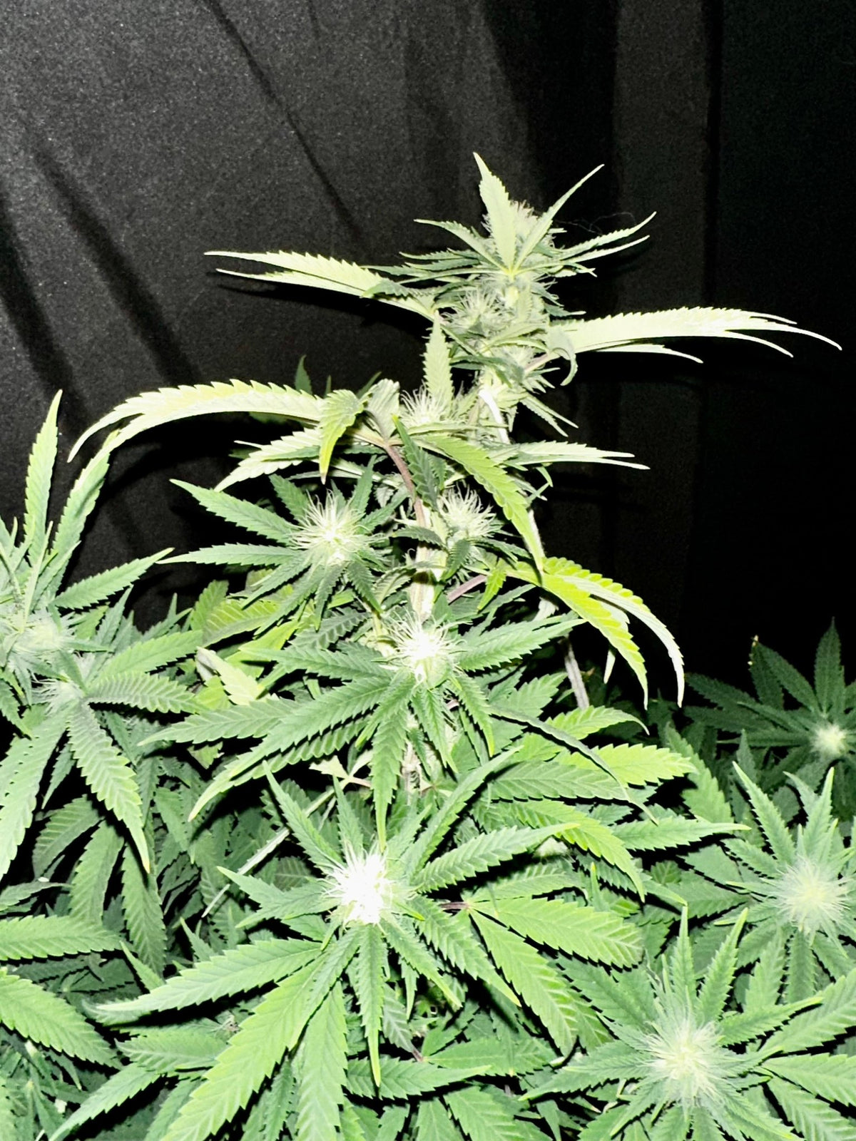 CripXmas A2 F4 S1 (Tampa Crippy x Xmas Bud 79' x PTK x NL#2) $15 each during review month - DMOSG