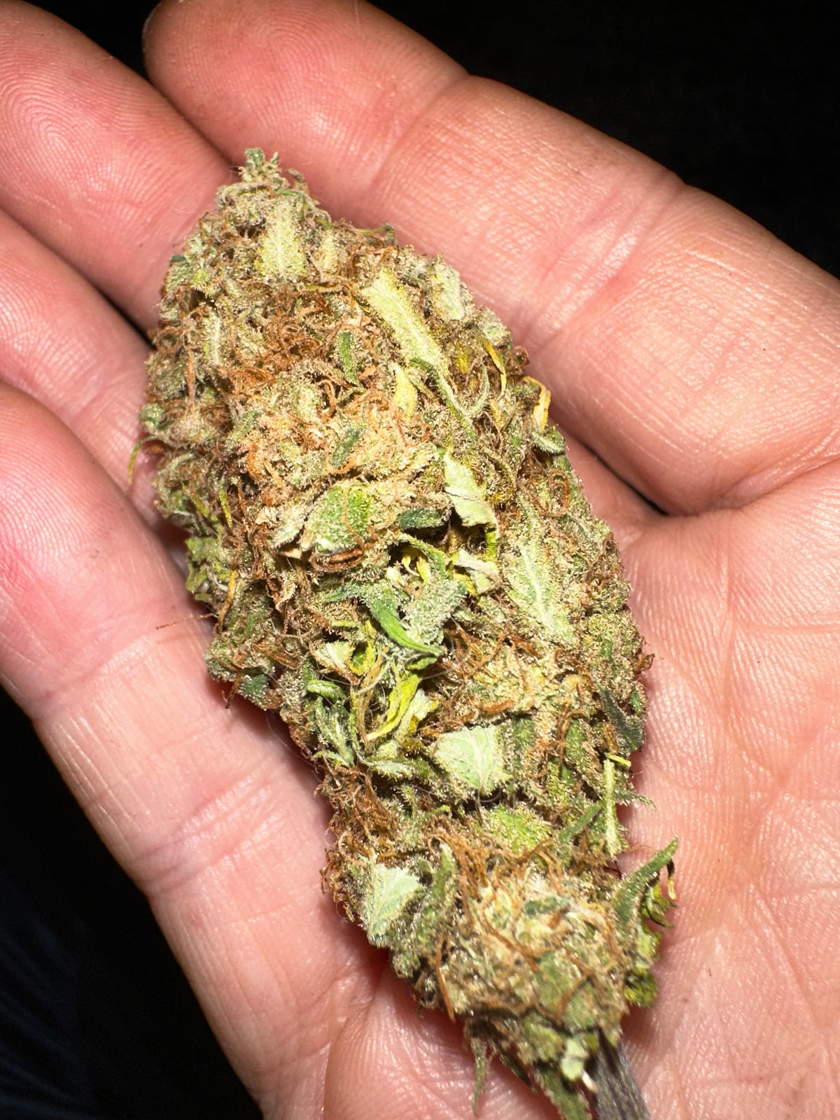 Pressure Skunk (RKS x CripXmas A2 feminzed)