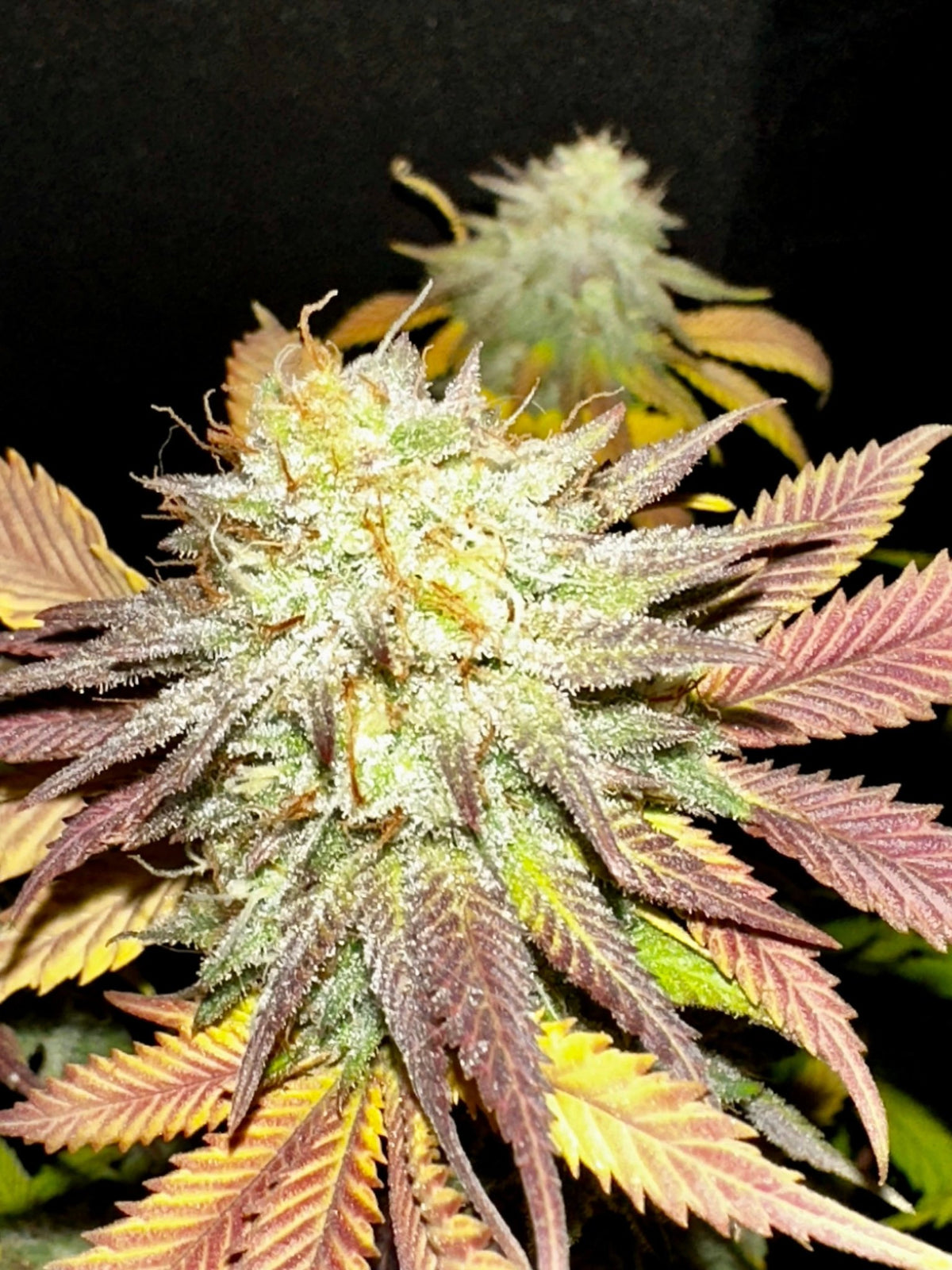 Tampa Crippy B bx2 (Pine Bomb)$16 each. During review month NO DISCOUNT applies. - DMOSG