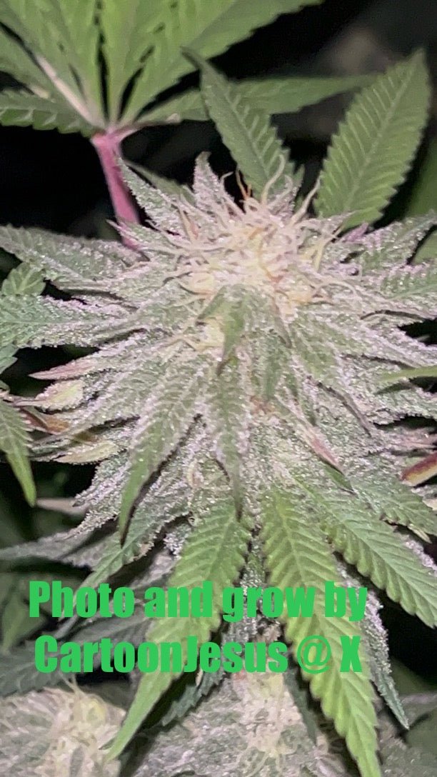 CripXmas B F4 1 reg seed(very limited availability until more are done) $20 each reg seed during review month. - DMOSG