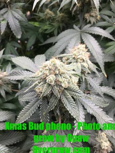 Double CripXmas $14 each reg seed during review month - DMOSG