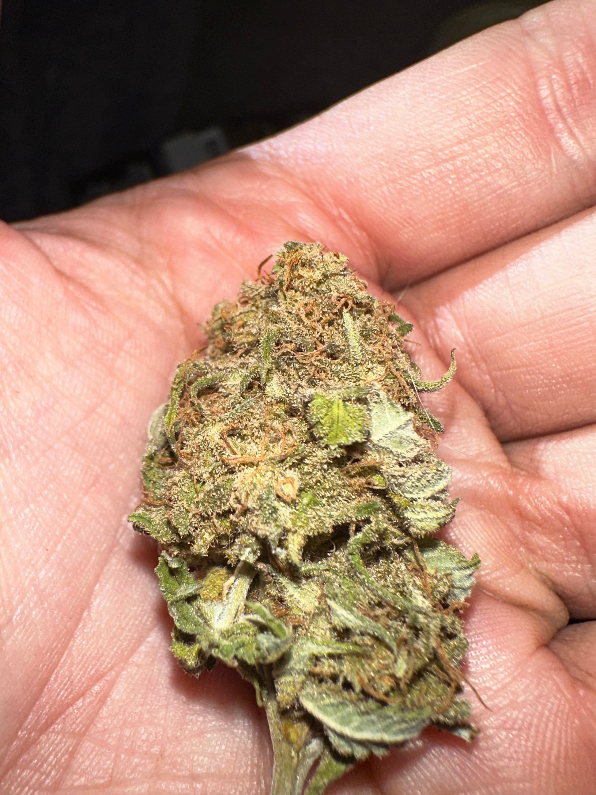 Chocolate Haze Xmas