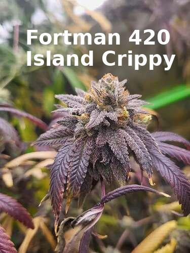 Island Crippy [808 genetics 'Corn' x Maui Wowie bag seed 17' ]