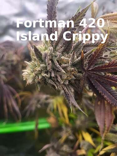 Island Crippy [808 genetics 'Corn' x Maui Wowie bag seed 17' ]