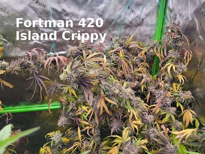 Island Crippy [808 genetics 'Corn' x Maui Wowie bag seed 17' ]