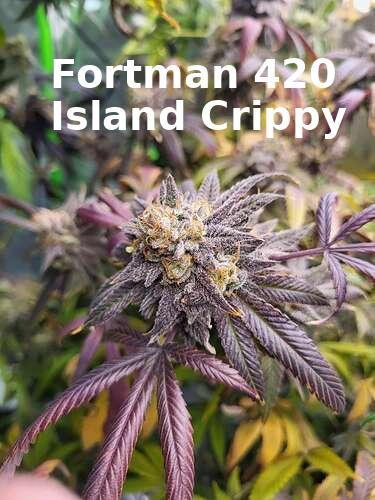 Island Crippy [808 genetics 'Corn' x Maui Wowie bag seed 17' ]