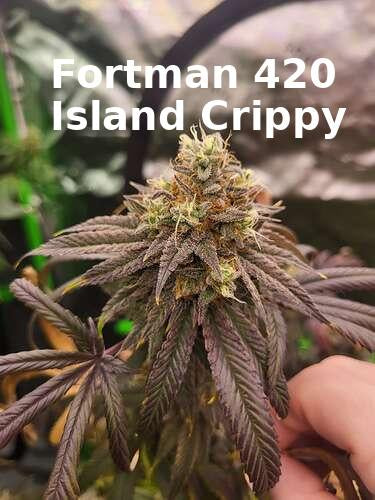 Island Crippy [808 genetics 'Corn' x Maui Wowie bag seed 17' ]